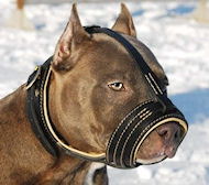 Best Royal Nappa Leather Dog Muzzle for Pitbull